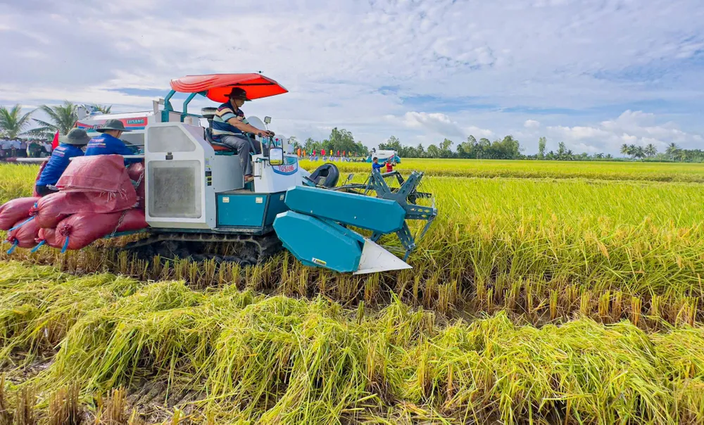 Thu hoạch lúa đề án 1 triệu ha tại Cần Thơ.jpg