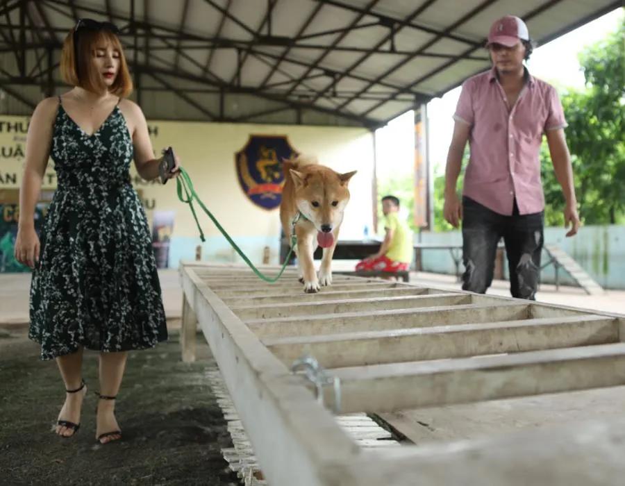 Tìm được “diễn viên 4 chân” cho dự án điện ảnh “Cậu Vàng“ ảnh 3