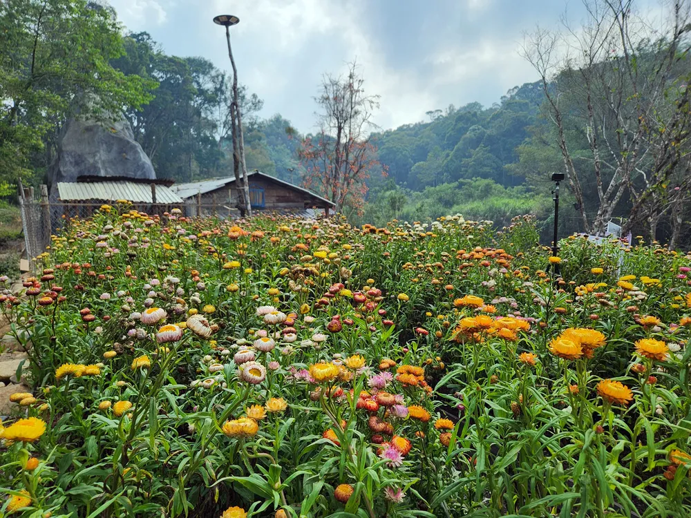 ly hai boi canh 15.jpg