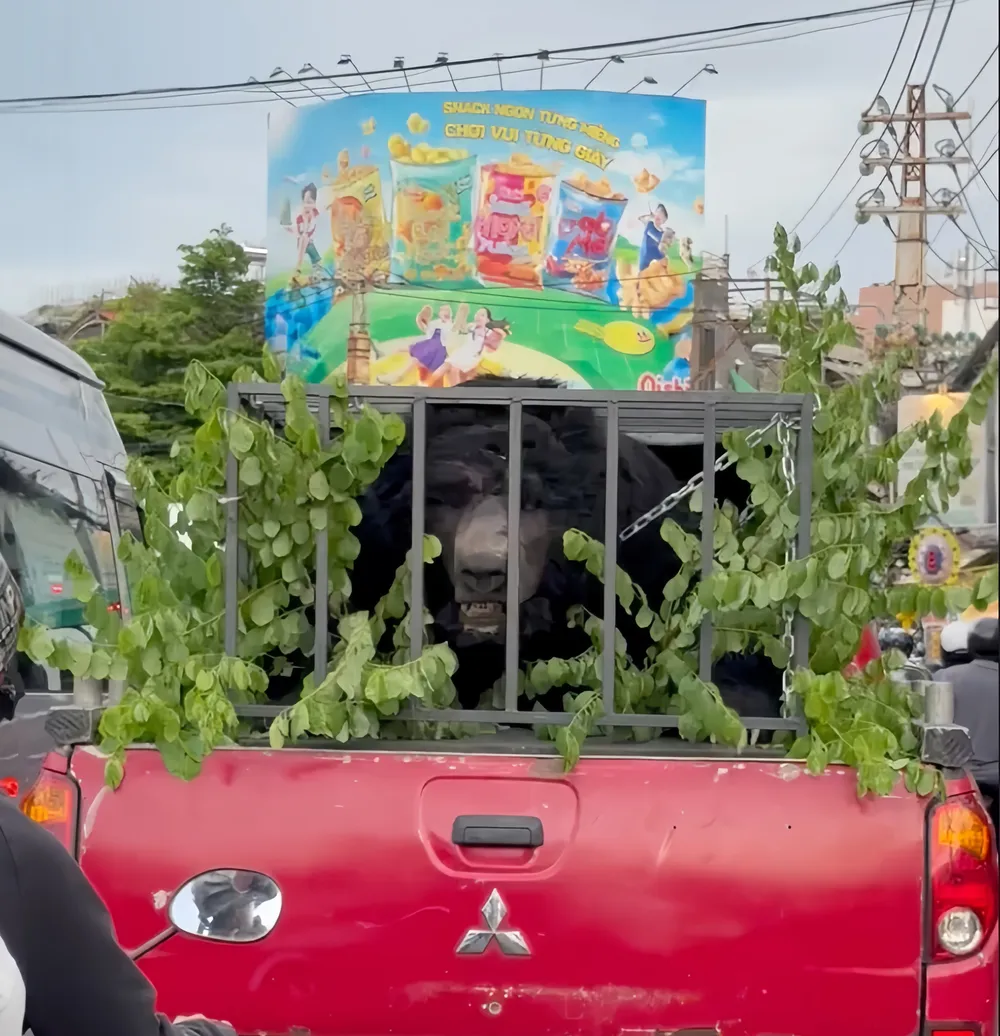 phim mong vuot 1.JPG