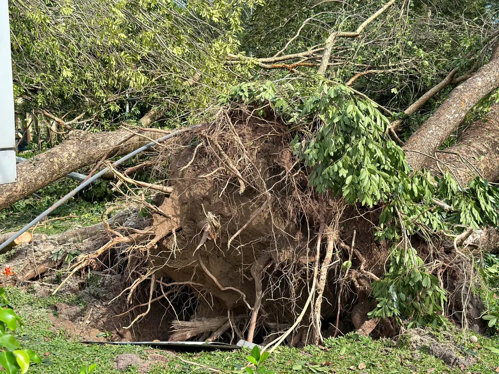 CAY XANH BAT GOC.jpg