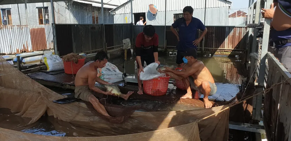 Xây dựng hệ thống phân phối chính quy  giữa TPHCM - ĐBSCL  ​ ảnh 3