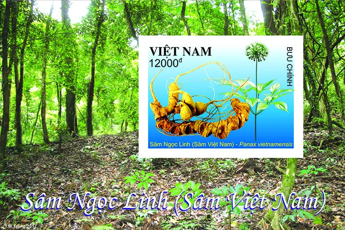 Chính thức phát hành bộ tem Sâm Ngọc Linh ảnh 2
