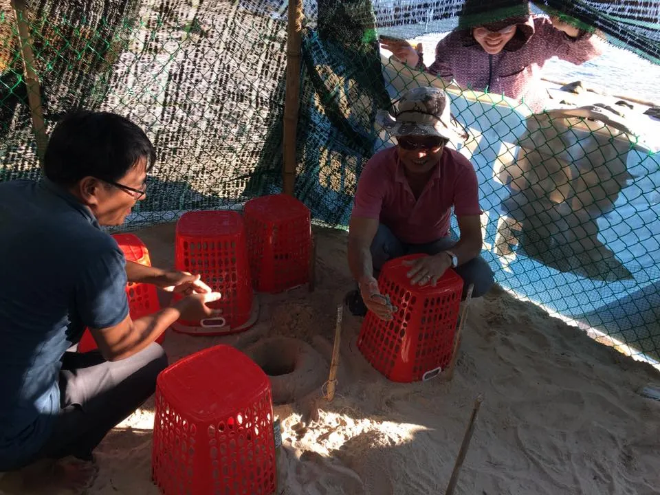 Ấp nở thành công 66 cá thể rùa biển chuyển vị về từ Côn Đảo ảnh 1