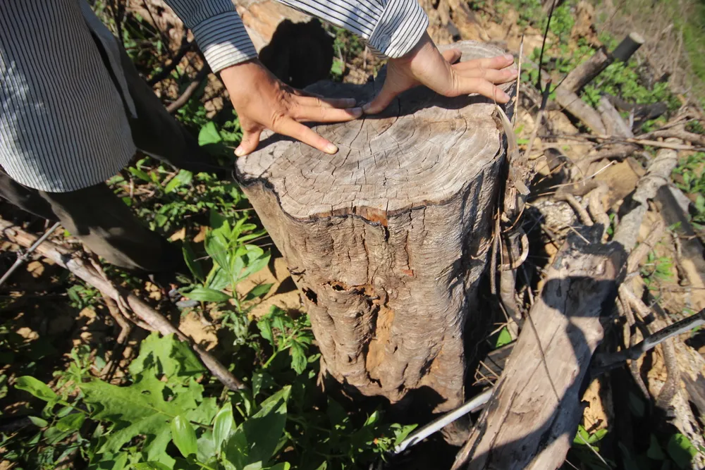 Buông lỏng quản lý, cả trăm hecta rừng ở Quảng Nam bị tàn phá ảnh 4