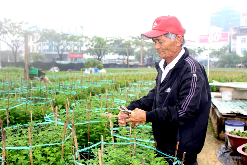 Làng Vân Dương khởi sắc nhờ nghề trồng hoa tết ảnh 2