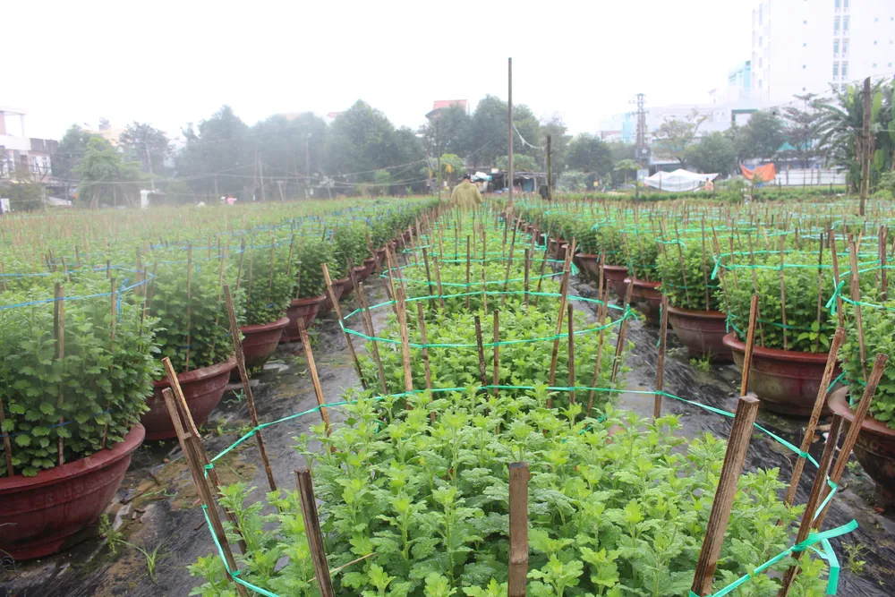 Làng Vân Dương khởi sắc nhờ nghề trồng hoa tết ảnh 4