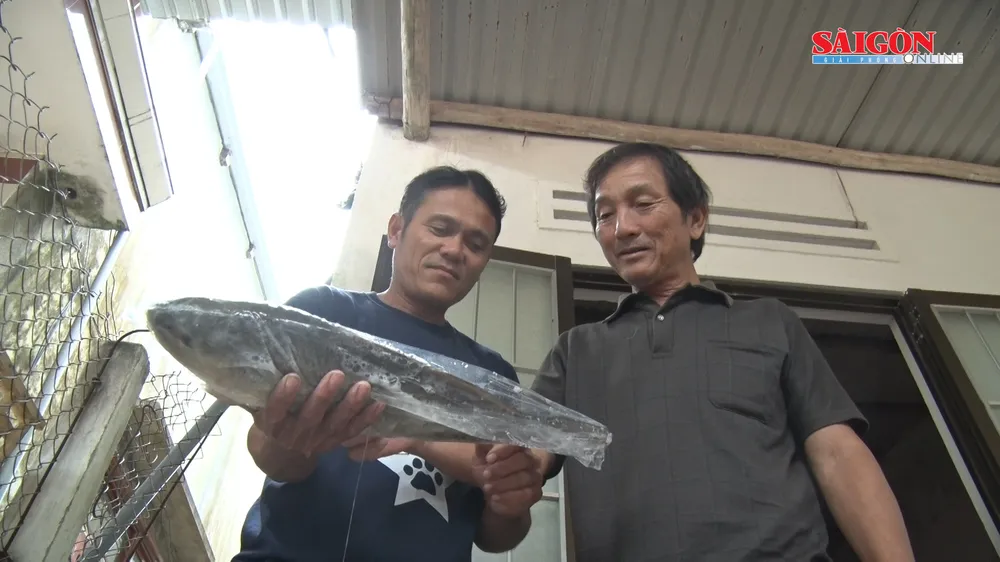 Ngư dân Quảng Nam bắt được 2 con cá nghi là sủ vàng  ảnh 4