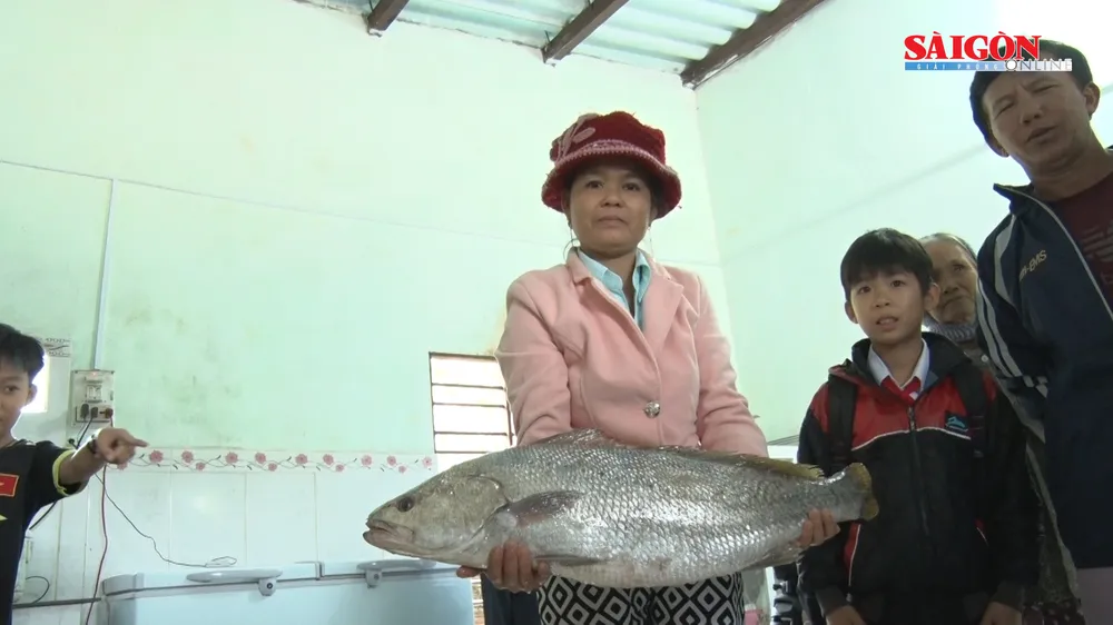 Ngư dân Quảng Nam bắt được 2 con cá nghi là sủ vàng  ảnh 2
