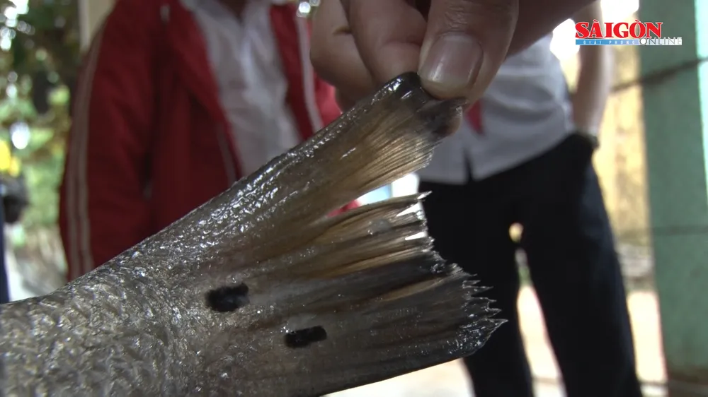 Ngư dân Quảng Nam bắt được 2 con cá nghi là sủ vàng  ảnh 3