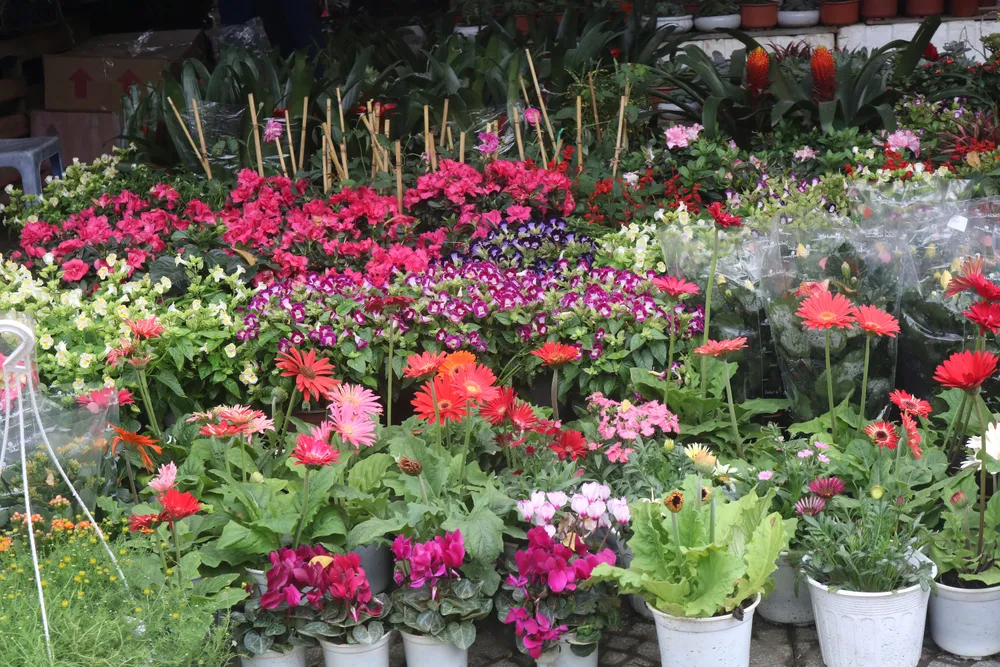 Đà Nẵng rộn rịp sắc hoa tết  ảnh 5