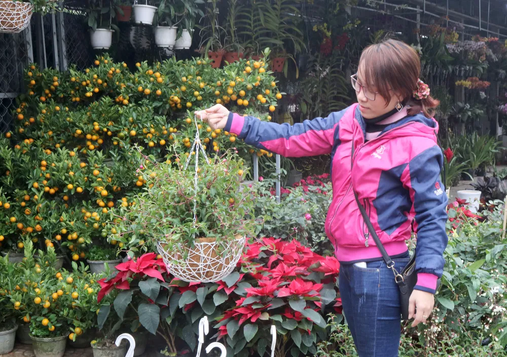 Đà Nẵng rộn rịp sắc hoa tết  ảnh 2