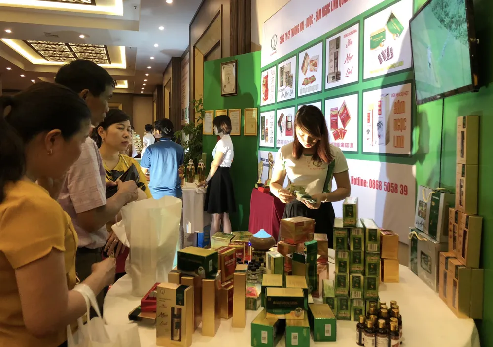 Sâm Ngọc Linh - cây “thoát nghèo” của đồng bào dân tộc thiểu số ảnh 6