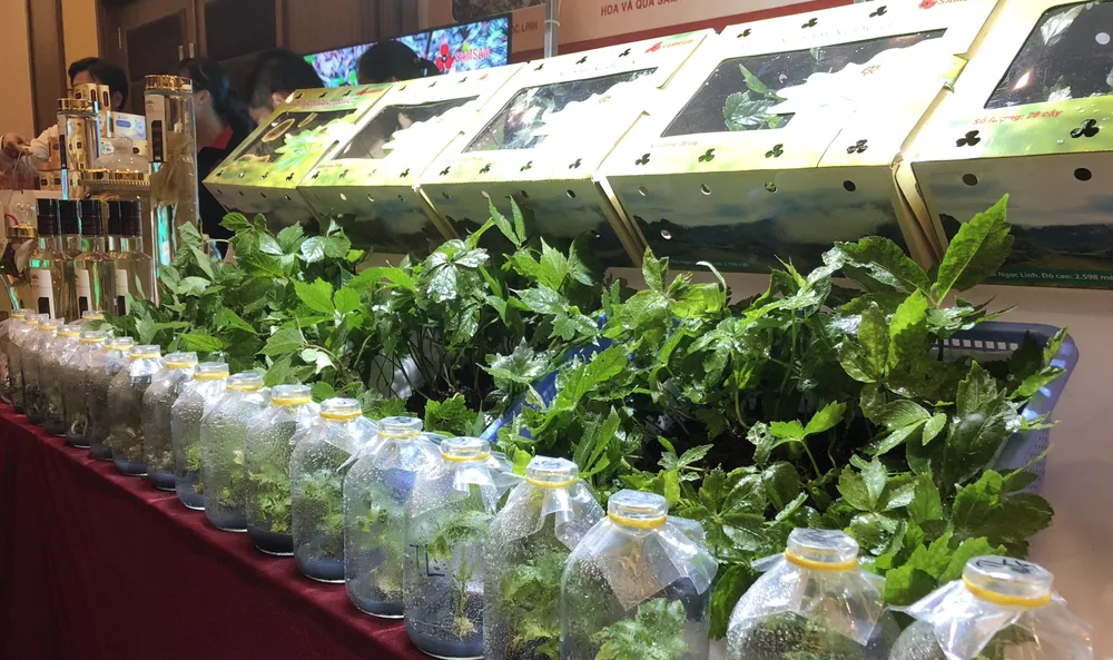 Sâm Ngọc Linh - cây “thoát nghèo” của đồng bào dân tộc thiểu số ảnh 5