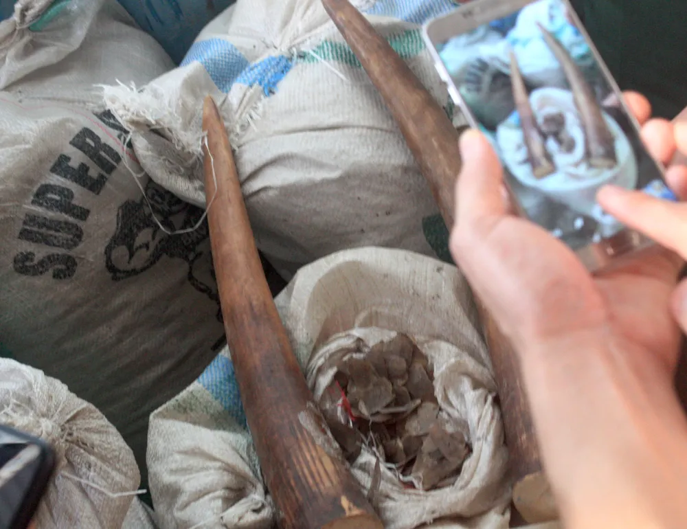 Bắt giữ khoảng 10 tấn ngà voi, vảy tê tê nhập lậu qua cảng Tiên Sa  ảnh 2