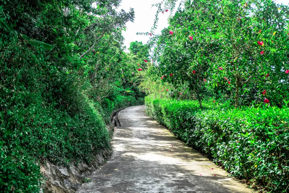 Giới trẻ ồ ạt kéo lên Sơn Trà “check in” ngọn hải đăng cổ  ảnh 3