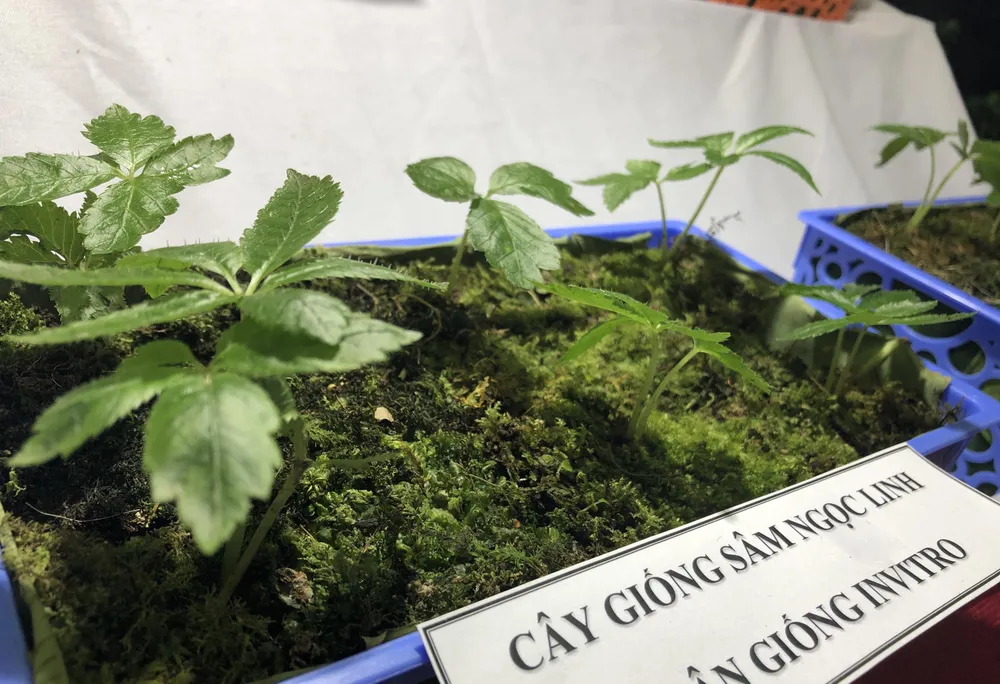 Ứng dụng khoa học, công nghệ vào bảo tồn và phát triển sâm Ngọc Linh ảnh 2