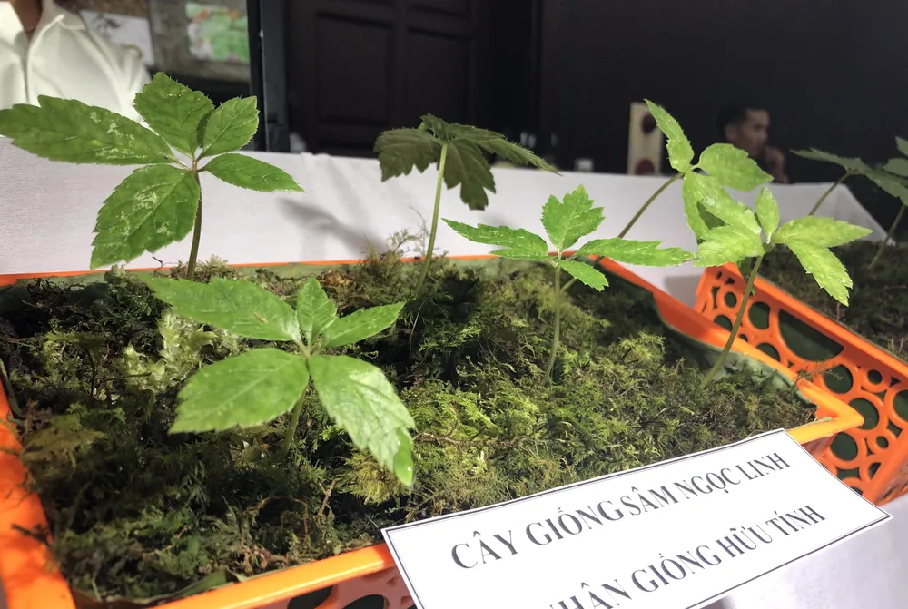 Ứng dụng khoa học, công nghệ vào bảo tồn và phát triển sâm Ngọc Linh ảnh 3