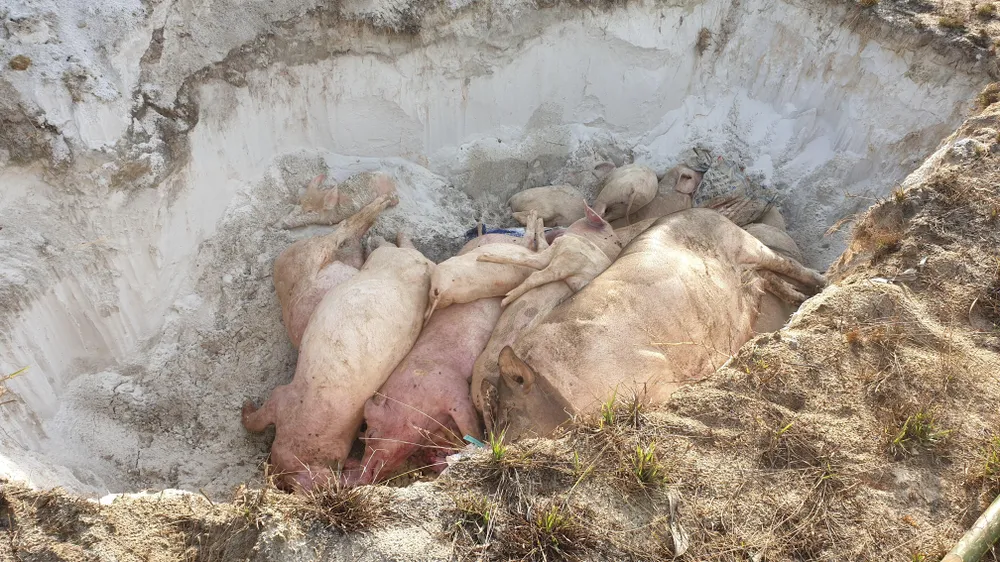 Bãi chôn lấp, tiêu hủy ở xã Bình Triều rất sơ sài