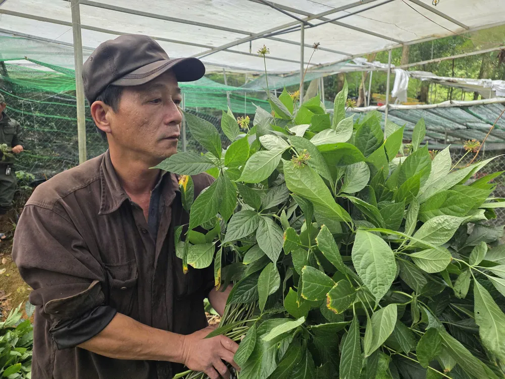 Sam Ngoc Linh 6.jpg