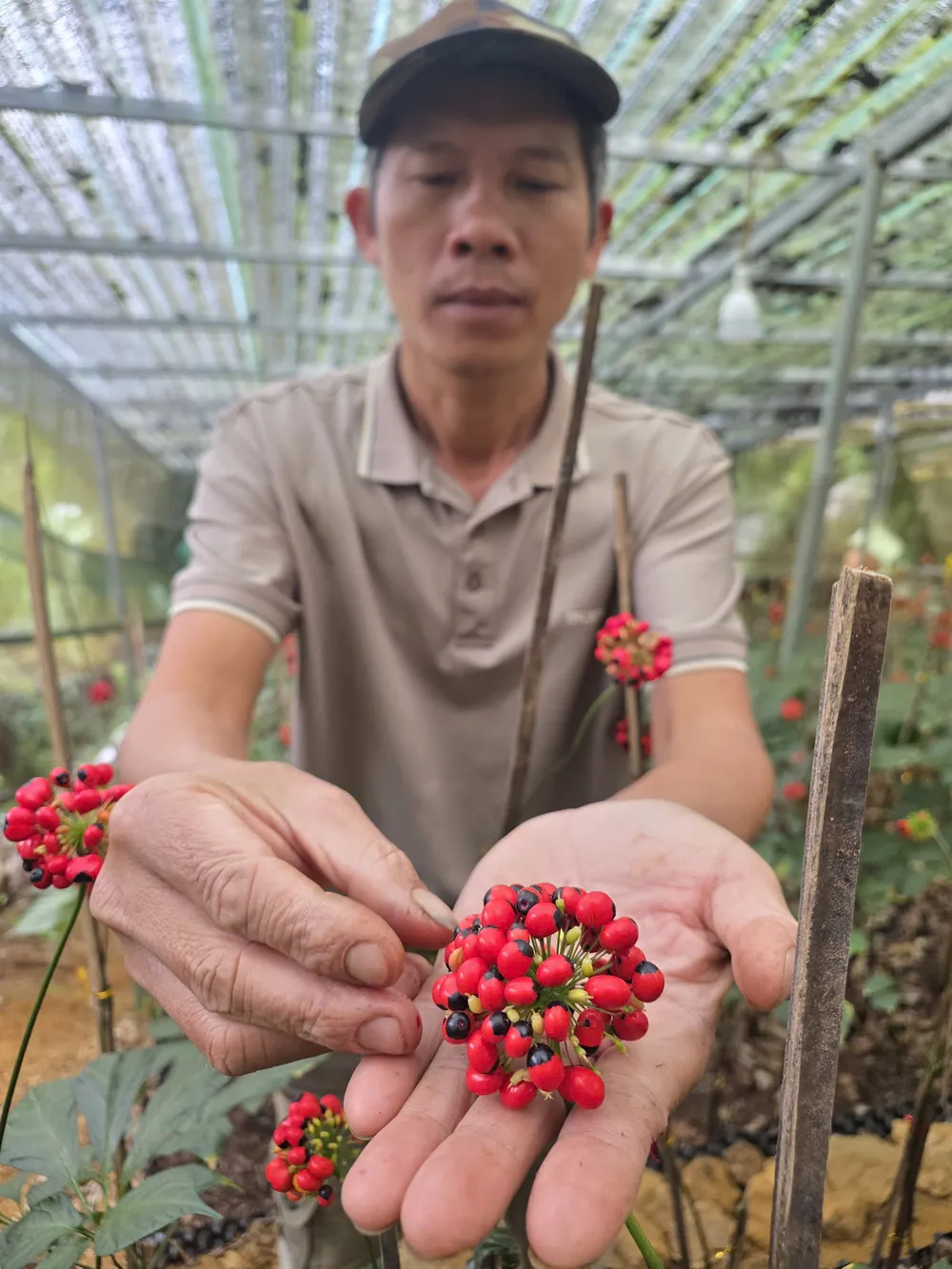 Sam Ngoc Linh 7.jpg