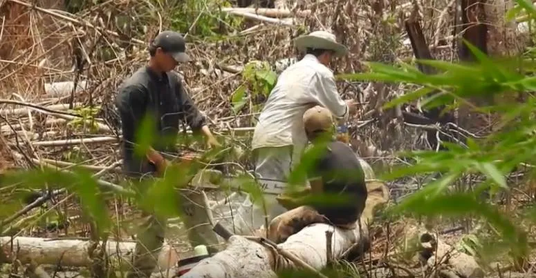 Để mất gần 50ha rừng, 3 kiểm lâm bị đình chỉ công tác ảnh 1