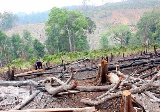 Bắt nhiều giám đốc, phó giám đốc công ty lâm nghiệp để mất rừng ảnh 2