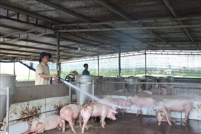 面对非洲猪瘟疫情的复杂演变，养猪户加强做好疫情防控工作。