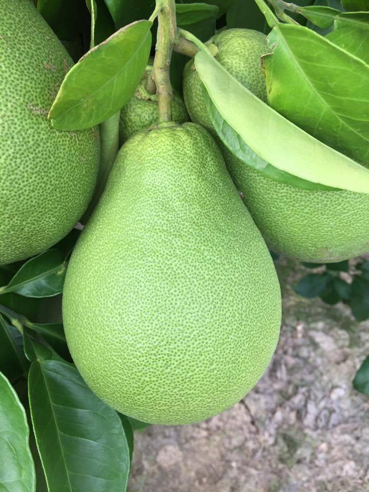 柚子是秋天的“黄金果” （图：互联网）。