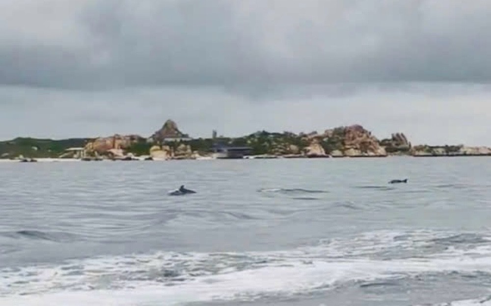 海豚群在槟榔屿海域欢快地游动。