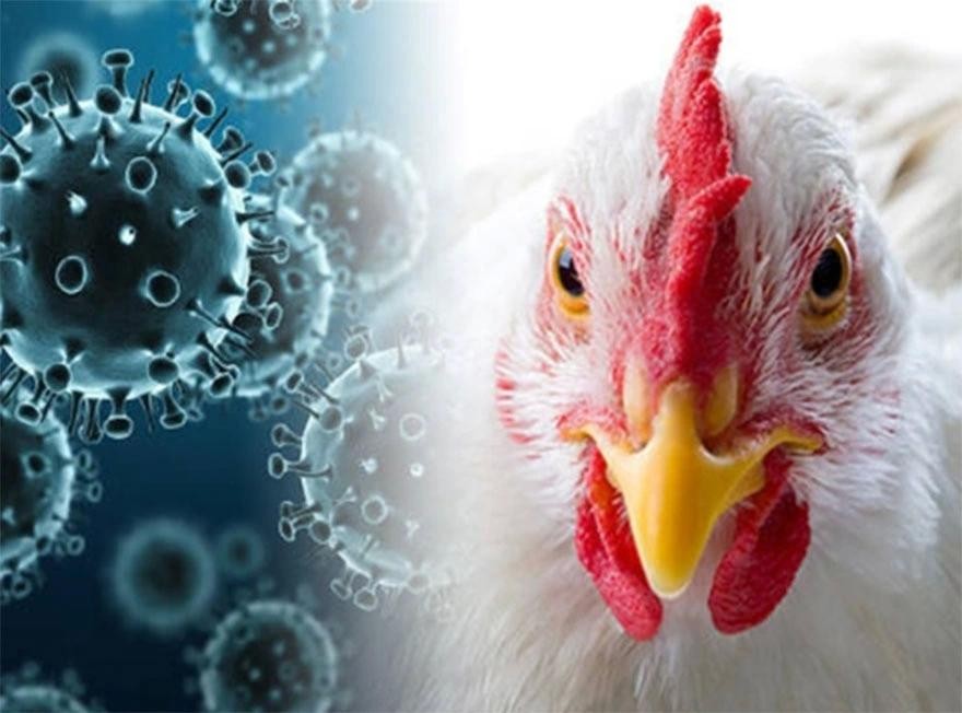 柬埔寨首例禽流感致人死亡病例。图：互联网