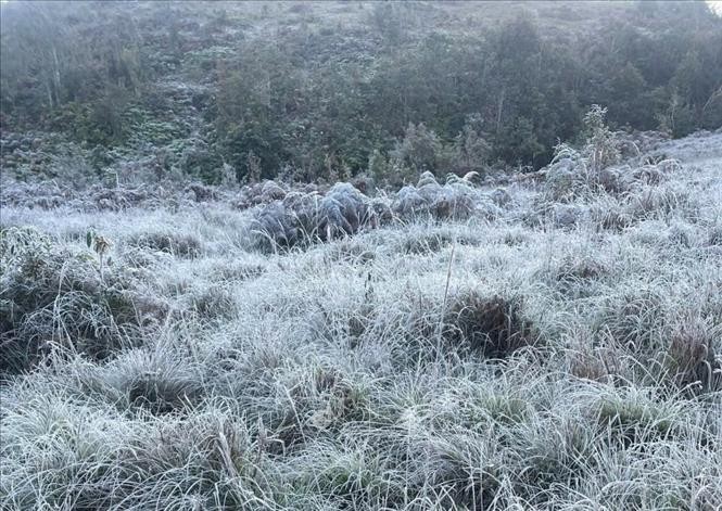 老街省伊堤地区的树枝和草尖上附着白霜。图： 越通社