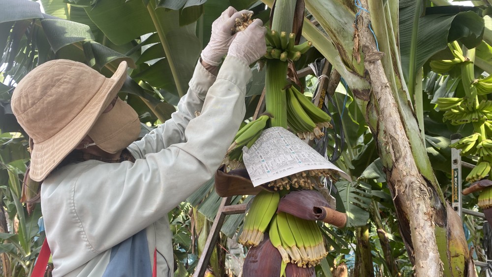 专业种植香蕉的Unifarm公司工人在胡志明市富成乡种植出口至欧盟的香蕉。图：福厚