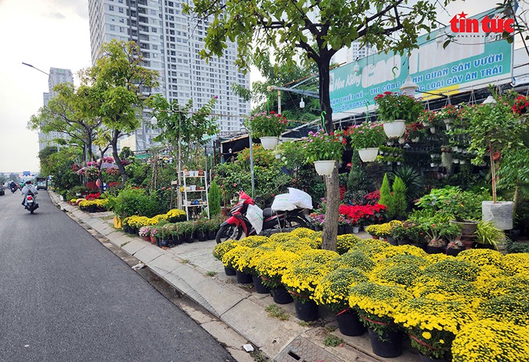 胡志明市多条街道摆满了琳琅满目的年花与盆景。