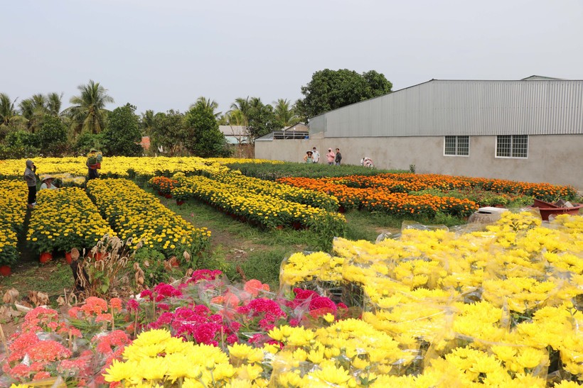 永隆省隆德坊永安花卉种植专业村。图：越通社