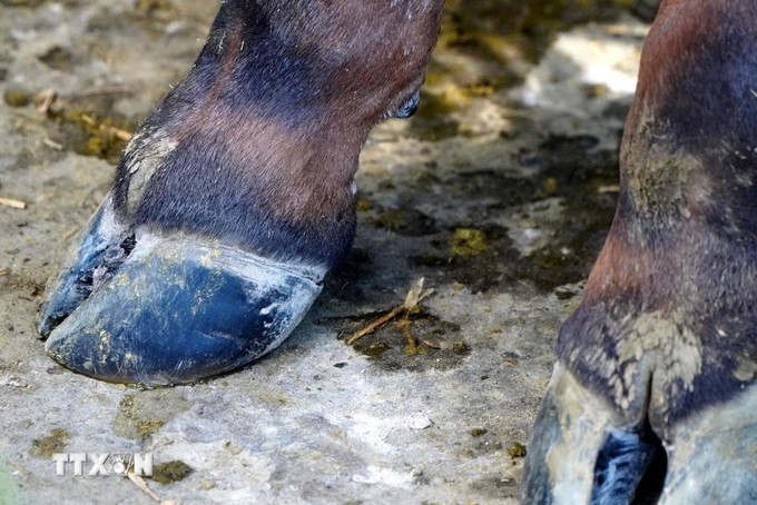 被感染口蹄疫的牛脚趾。图：越通社