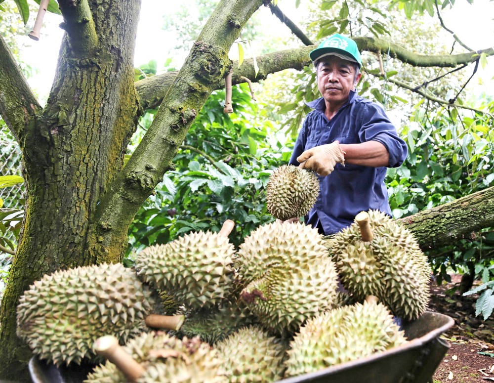 中国加大采购力度，使榴莲价格暴涨。图：互联网