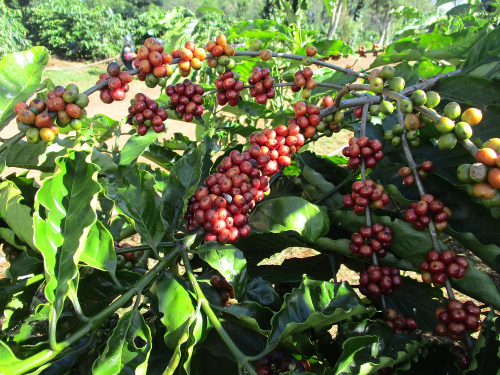 气候变暖正对咖啡产业造成严重影响。