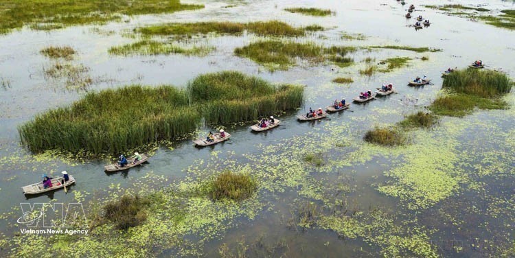 宁平省云龙湿地生态旅游区以其原始、宁静之美和多样化的生态系统而闻名。图：越通社