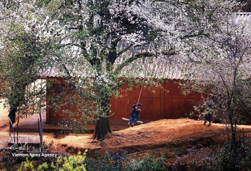 玉战乡山楂树种植面积超过2500公顷，这是当地各民族发展经济、脱贫致富的作物。图：越通社