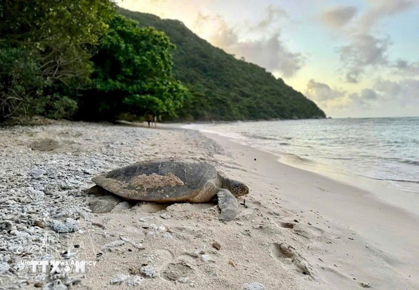 附图：海龟。图：越通社