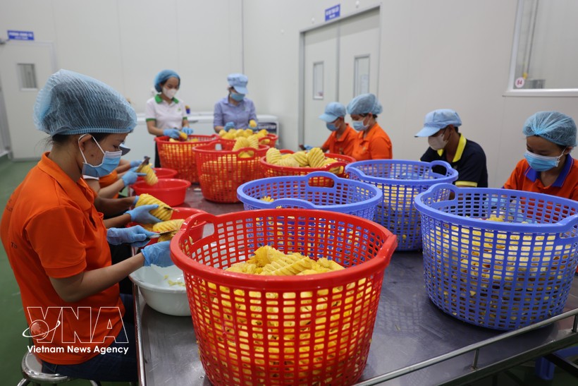 Wana软饮料股份公司工人们正在对用于生产果汁的水果进行初步加工。图：越通社