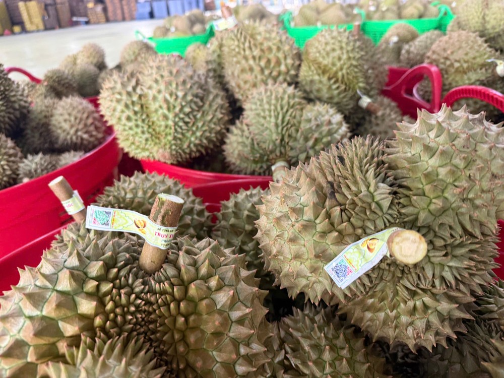 越南首批新鲜榴莲通过“绿色通道”经由友宜国际口岸出口至中国。