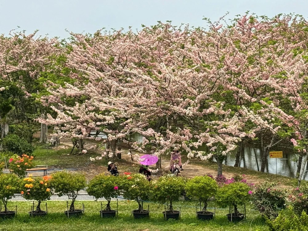 沙沥花村樱花园拥有逾200棵树。