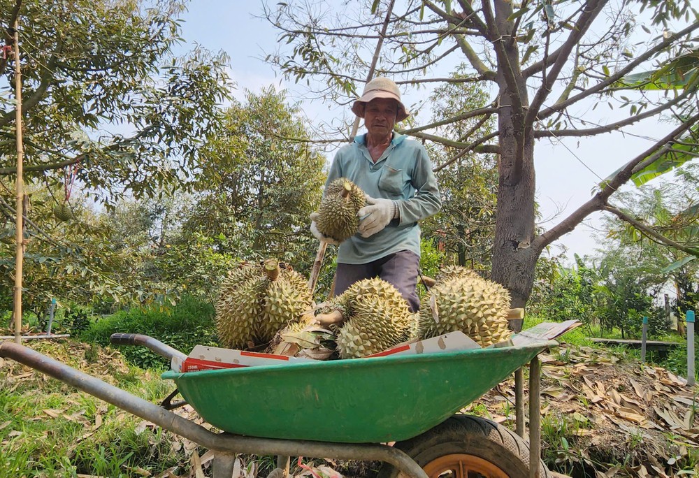 西区榴莲价格下跌，导致果农亏损。图：哥灵