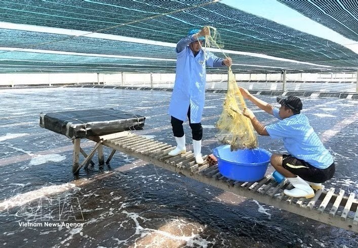 越澳富美有限责任公司采用新技术，高品质养殖了7.5公顷的南美白对虾。图：越通社