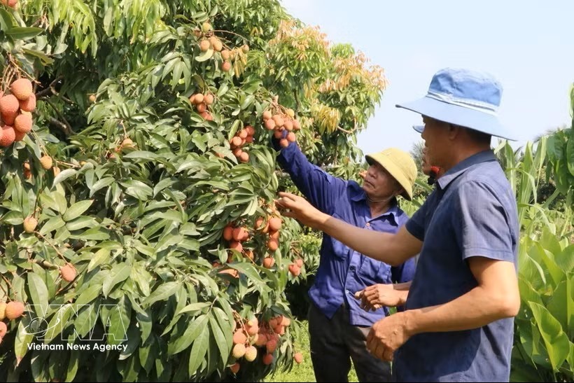 为推广荔枝品牌、拓展消费市场并提升荔枝价值，2026年荔枝季期间，北宁省将举行多项贸易促进、体验式旅游推广及数字平台销售对接活动。图：越通社。