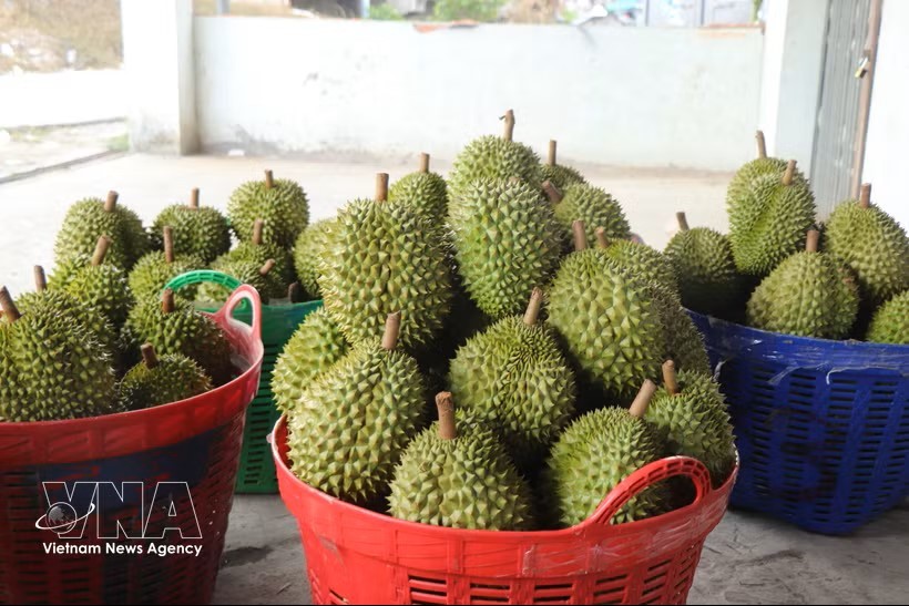 榴莲是越南主要出口产品。图：越通社