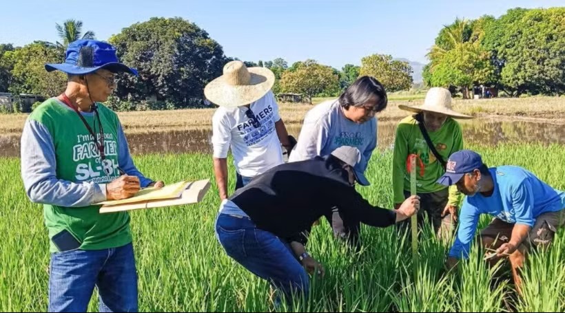 菲律宾专家研究提高水稻生产效率。图：PIA.GOV.PH