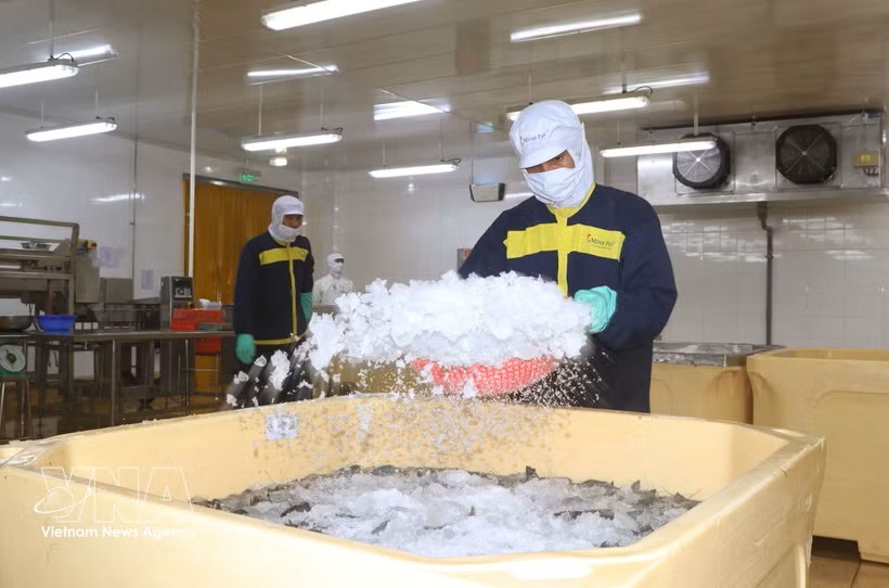 金瓯省企业应用科技于虾类生产 提升产量与质量。图：越通社
